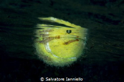 Tennis shrimp by Salvatore Ianniello 